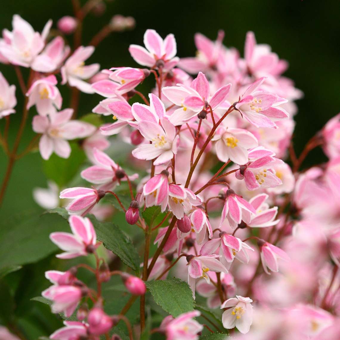 Close up of pink Yuki Cherry Blossom Deutzia blooms